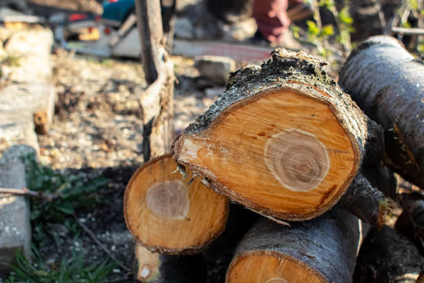 How Our Tree Care Process Works  in  Kingsbury, NV